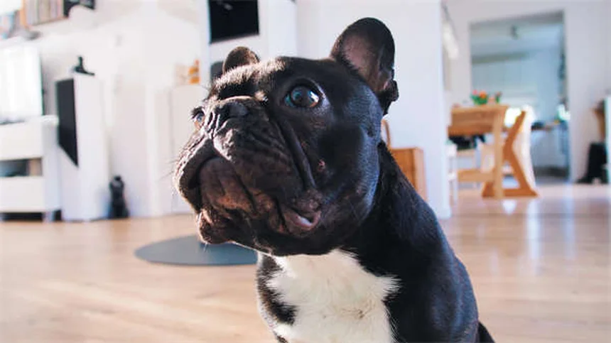 ポナズリルとは？犬猫への効果・副作用・正しい使い方を獣医師が解説