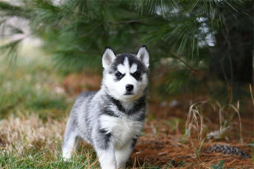 猫みたいな犬のおすすめ3選｜特徴や選び方から迎え入れ方まで