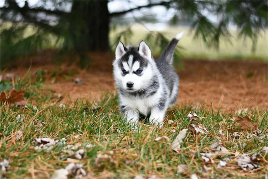 獣医師が推奨するペットの健康ギフト6選：愛犬・愛猫が本当に喜ぶ贈り物
