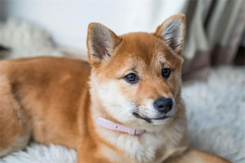 獣医師が推奨するペットの健康ギフト6選：愛犬・愛猫が本当に喜ぶ贈り物