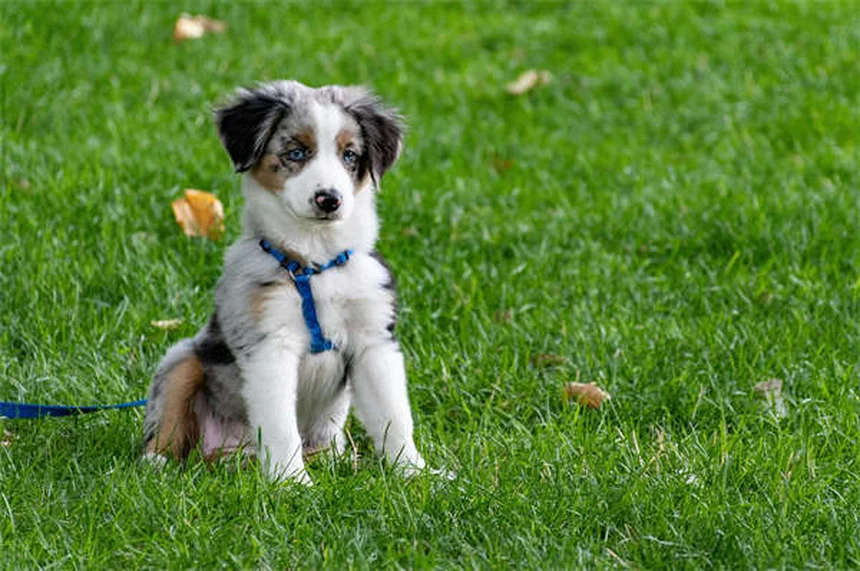 犬の匂いを消す方法：今日からできる効果的な7つのステップ