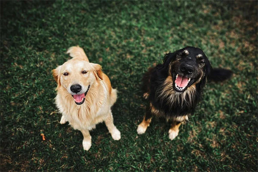 犬の食物アレルギーと不耐症の違い｜症状・診断・治療法を獣医が解説