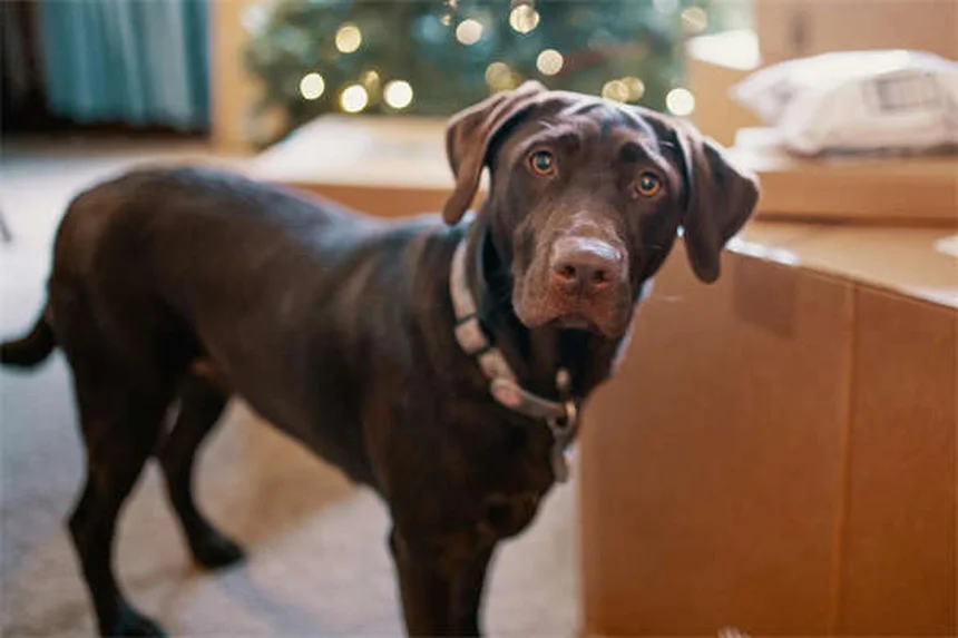 犬のエクストリームスポーツとは？愛犬に合った8選と始め方