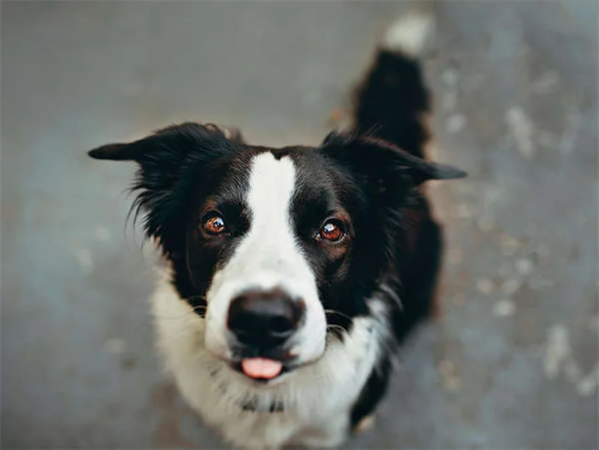 犬の心を壊す7つのNG行動｜愛犬の精神を傷つけないために今日からできること