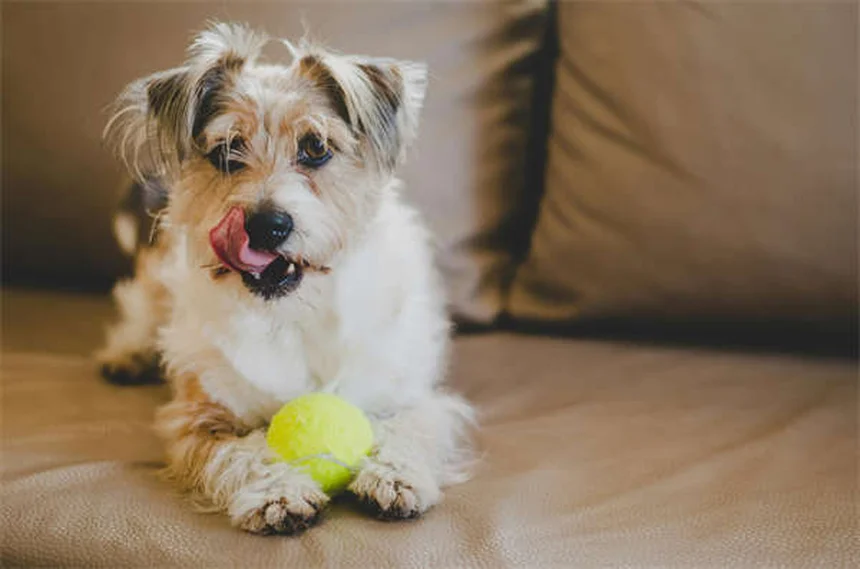 犬の歯茎が赤い！原因と対処法を獣医師が解説