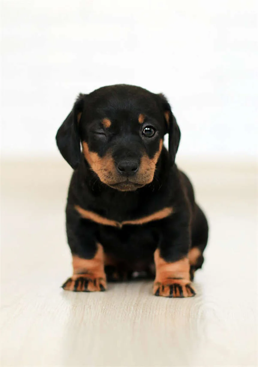 聴こえない犬のしつけ｜効果的なトレーニング方法5選と成功のコツ