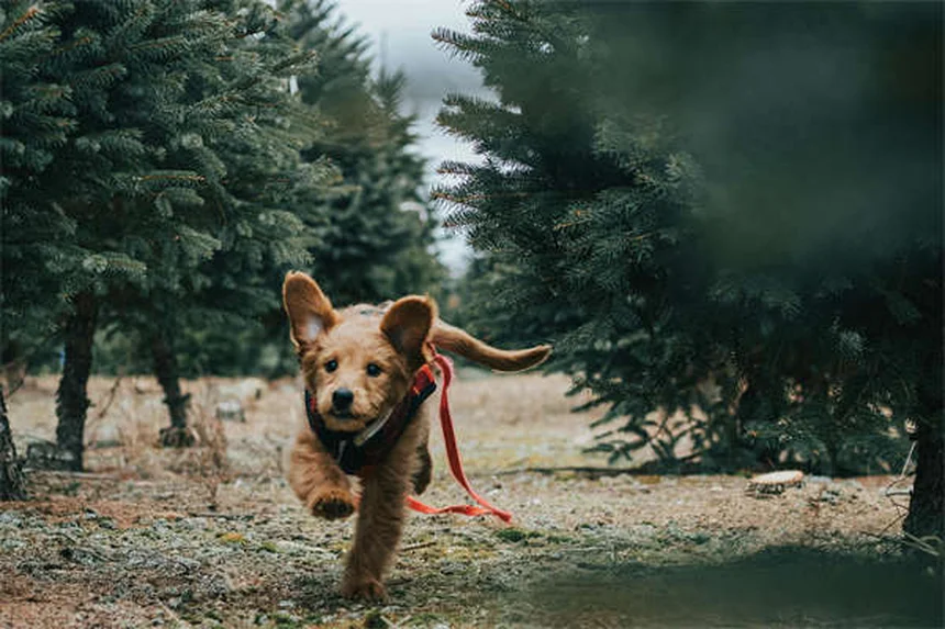 コセクインとダスキンの違いとは？愛犬・愛猫の関節サプリの選び方