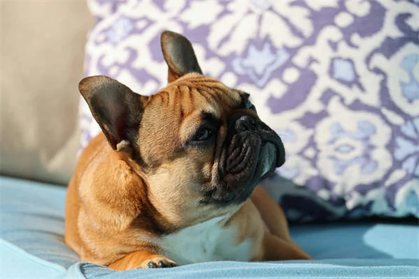 犬のシェイピングとは？成功のコツと7つの実践ステップ