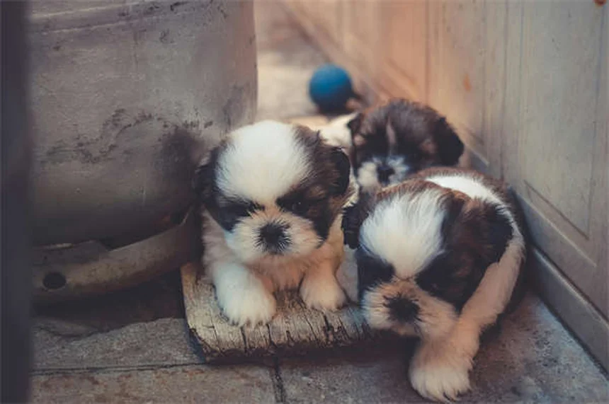 犬の歯は何本？子犬と成犬の歯の本数と歯が抜ける理由を徹底解説