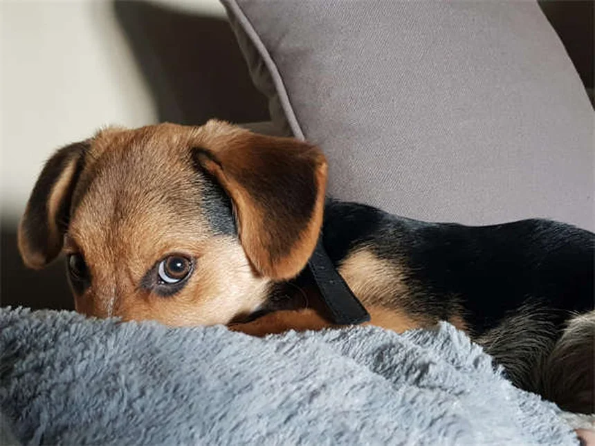 犬は笑うの？フゥーハーの真実と絆を深める方法