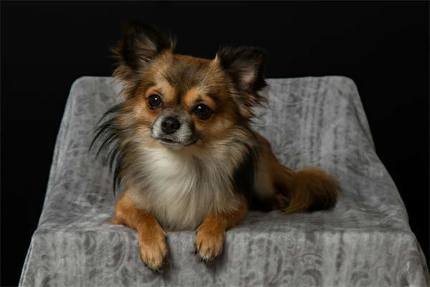 犬は笑うの？フゥーハーの真実と絆を深める方法