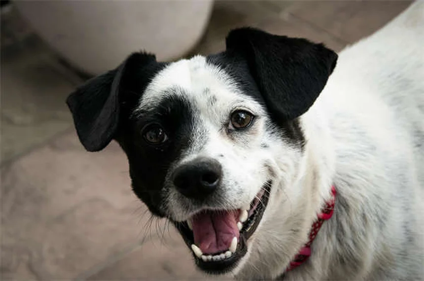 スキージョリングの始め方！愛犬に適した犬種と必須装備をチェック