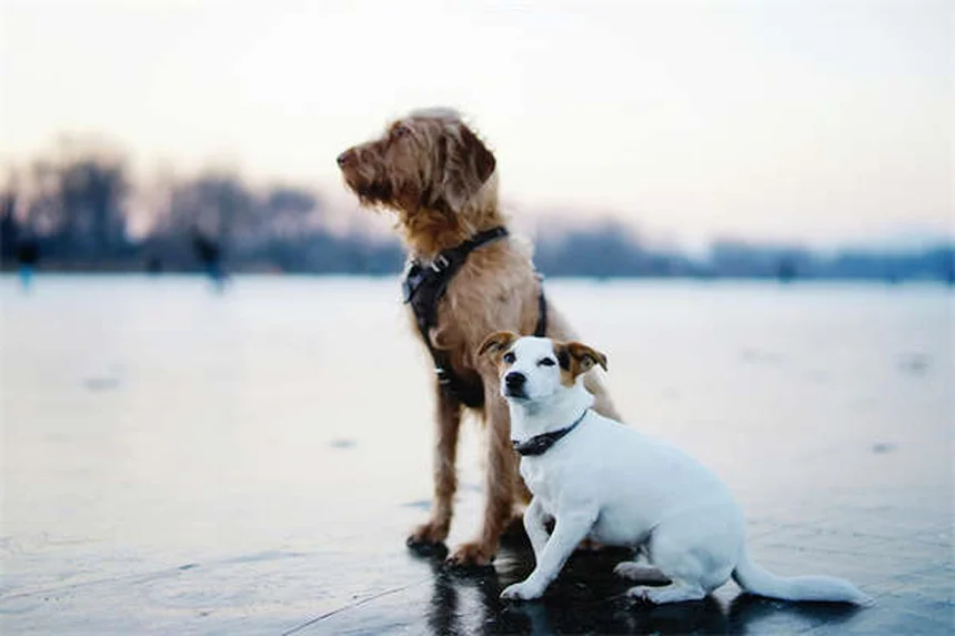 スキージョリングの始め方！愛犬に適した犬種と必須装備をチェック