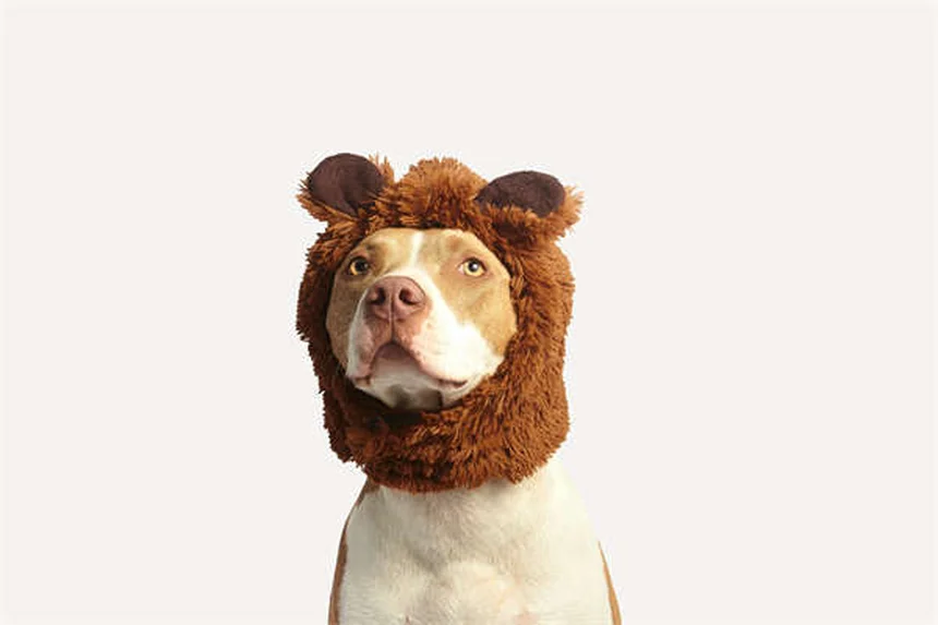 犬のトレーニングおやつ、最適な一品を見つける5つのポイント