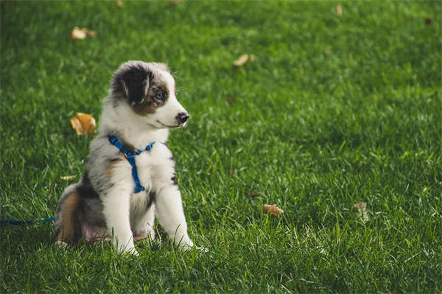 犬の脳の秘密：人間とこんなに似ている！