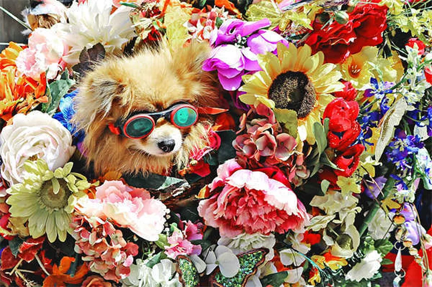 犬の脳の秘密：人間とこんなに似ている！