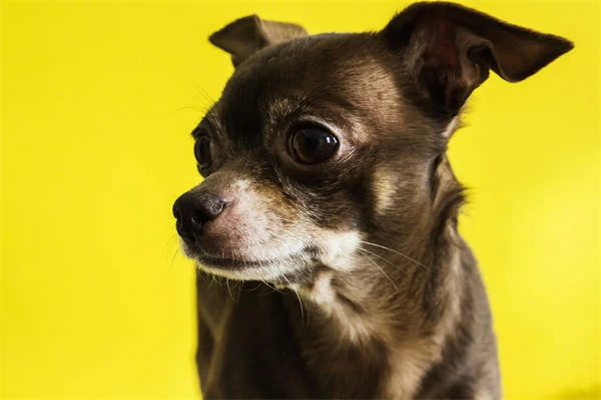 犬の尿臭の取り方：カーペットやソファの臭いを消す方法を実体験から教えます