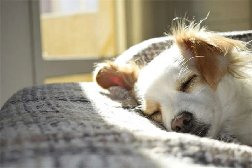 Vapor Wake犬とは？群衆から自爆テロ犯を嗅ぎ分ける特殊訓練犬の全貌