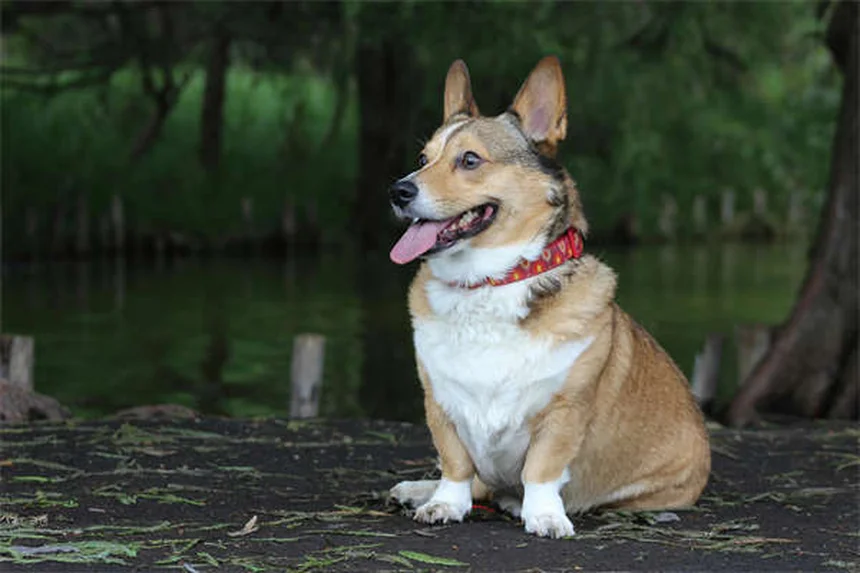 犬の尿結晶、見つかったらどうする？獣医師が解説
