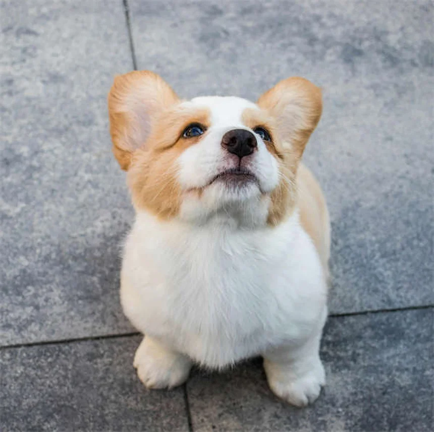 ペットテクノロジーで実現！愛犬・愛猫の健康管理と安心留守番の最新ガイド