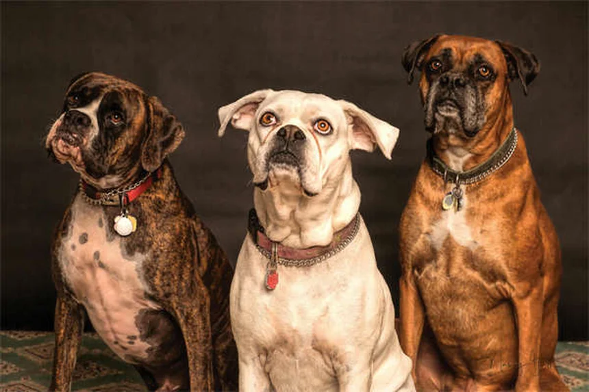 ペットテクノロジーで実現！愛犬・愛猫の健康管理と安心留守番の最新ガイド