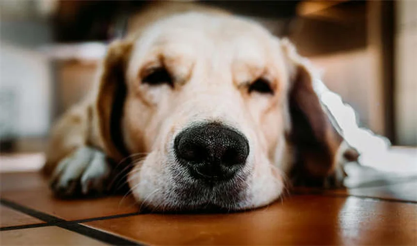 純血種の犬とは？定義から健康リスク、選び方まで徹底解説