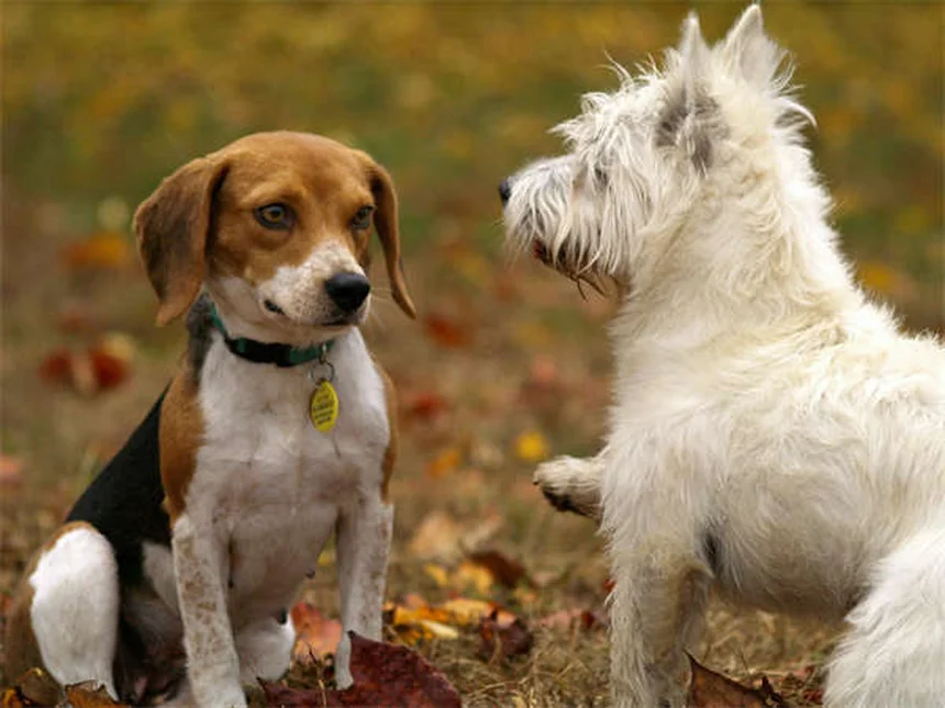 純血種の犬とは？定義から健康リスク、選び方まで徹底解説