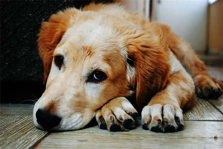 動物看護師とは？役割から選び方まで徹底解説