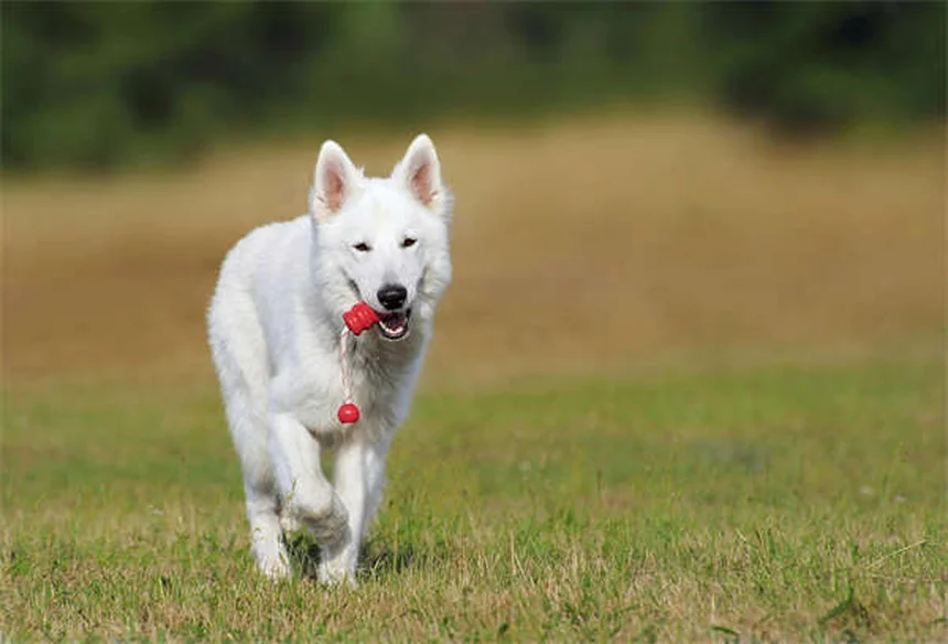 ペットの代替医療とは？愛犬・愛猫の痛みを和らげる3つの選択肢