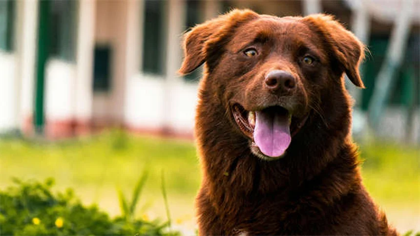 犬の健康診断で受けるべき検査：年齢別の必須項目と費用目安を解説