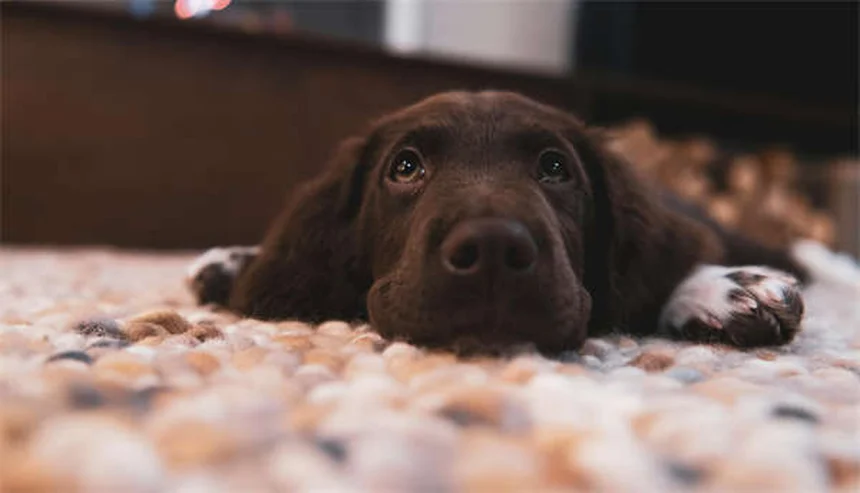 犬の健康診断で受けるべき検査：年齢別の必須項目と費用目安を解説