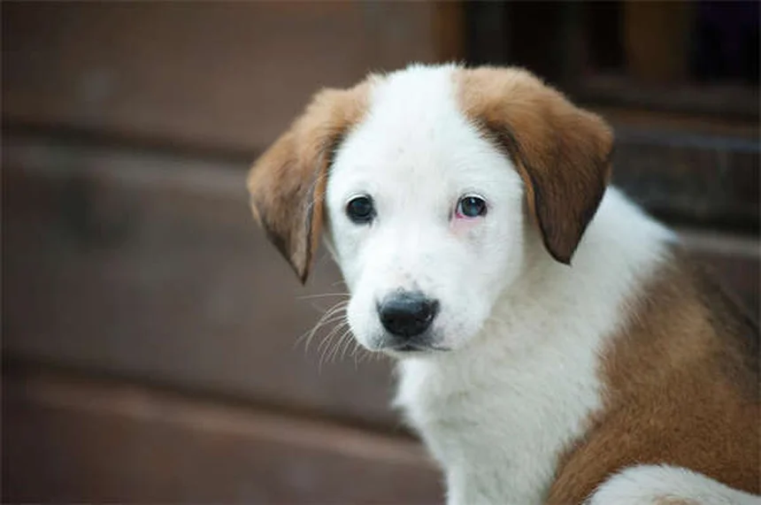 馬の関節癒合とは？症状から治療、予後まで獣医師が解説