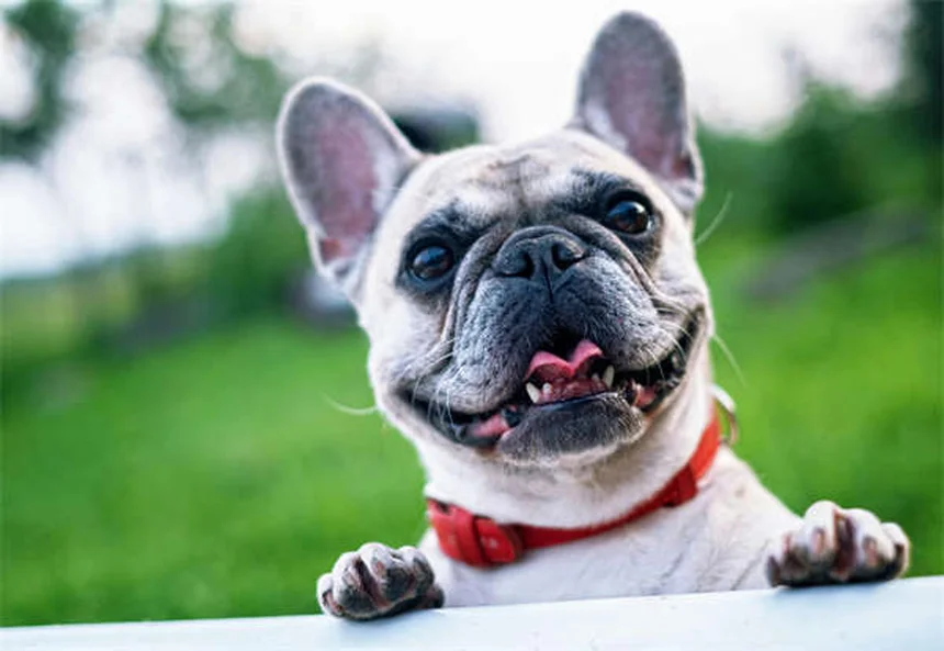 犬のポドデルマティスとは？原因・症状から自宅ケアまで完全解説